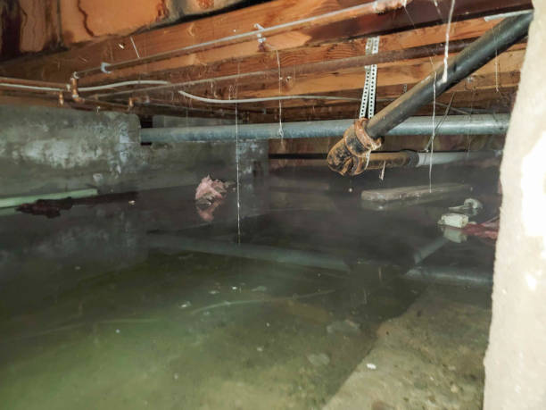 Best Mold removal after water damage  in New Pek, IN